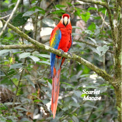 Scarlet Macaw